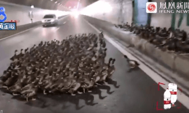 货车隧道翻车2000只鸭子四散逃窜 警民合力捉鸭-物流之家