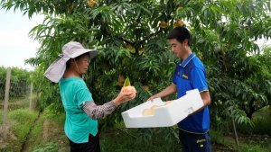 德邦快递助力无锡阳山水蜜桃走向全国-物流之家