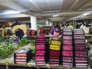 南航物流鲜花运输量较去年七夕增长近30%-物流之家