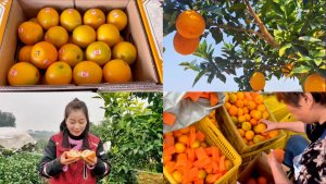 “快递助农”溯源直播周·圆通专场曝光人数近400万-物流之家