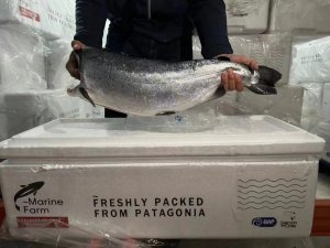 东航物流推进物贸一体化 首批进口智利冰鲜银鲑鱼抵达中国-物流之家