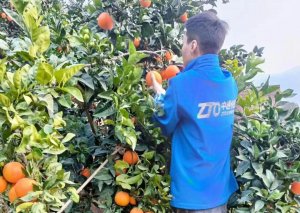 中通助力甜橙出山 奉节中通1月4日运出2万票脐橙-物流之家