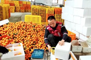 圆通广西兴安日均发出近5000箱砂糖橘-物流之家