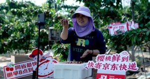 京东快递发出2024年烟台大樱桃电商节首批订单-物流之家