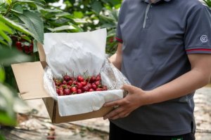 顺丰无人机首次试飞运输甘肃天水大樱桃-物流之家