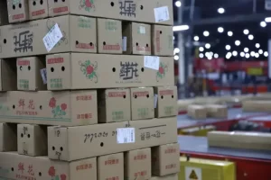 云南顺丰1-10月累计运输超15万吨鲜花至国内外-物流之家