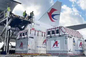 东航物流为欧洲市场打造马匹类航空运输全链条服务产品-物流之家